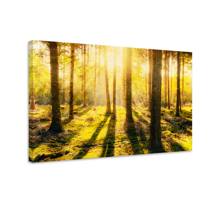 Sunny woodland view platno slika zemljevidov - TenStickers