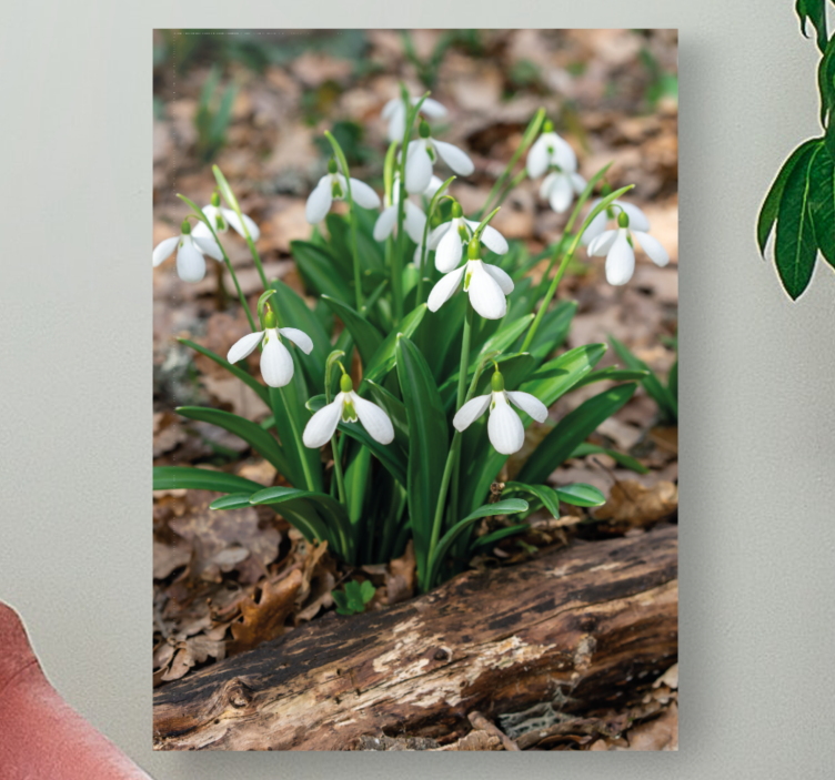 Snowdrop flowers bloom slikarsko platno z rožami - TenStickers