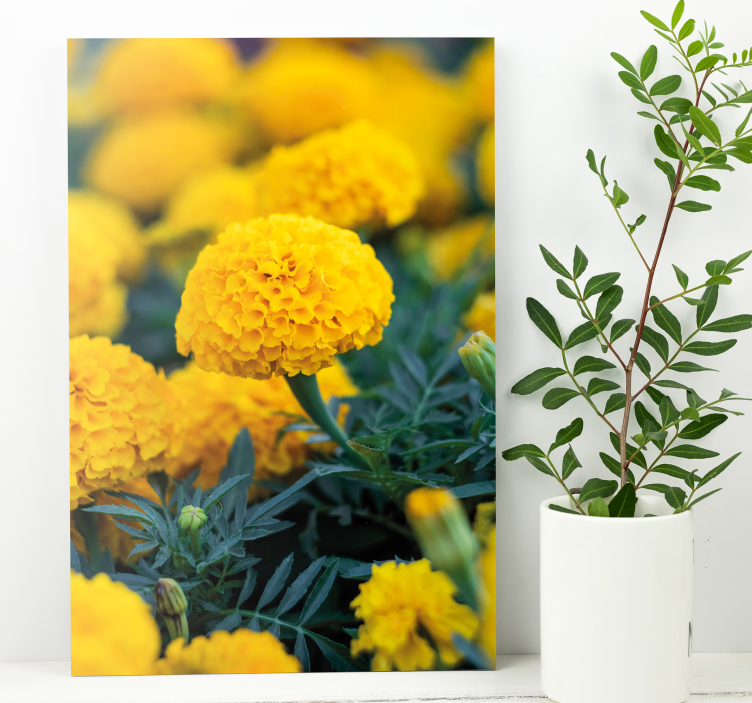Yellow marigold blooms platno slikanje cvetja - TenStickers