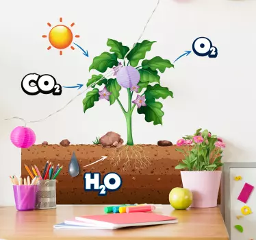 Fotosintezna shema izobraževalne stenske nalepke - TenStickers