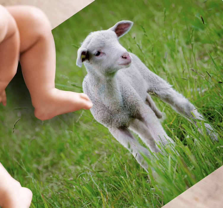 Stoječe jagnje Tepih z živalskim potiskom - TenStickers