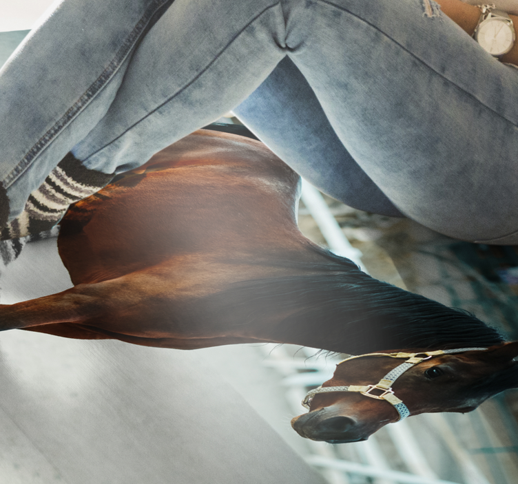 Veličasten konjski portret Tepih z živalskim potiskom - TenStickers