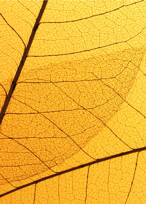 Oblikovanje botaničnih listov Rumeno vinilno preproga - TenStickers