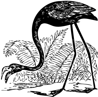 Tepih z živalskim potiskom flamingo z praproti - TenStickers