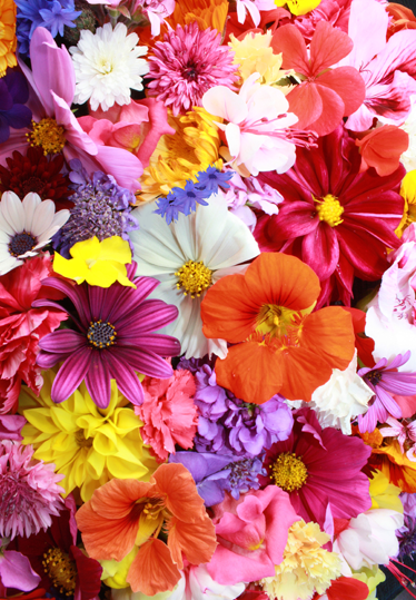 Cvetlična vinilna preproga polna pisanih cvetlic - TenStickers