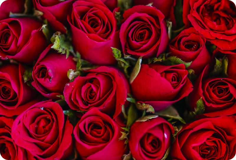 Cvetlična vinilna preproga rdeč cvetlični vzorec - TenStickers