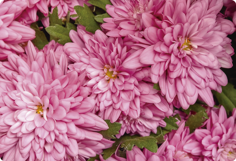 Cvetlična vinilna preproga rožnata pomlad - TenStickers