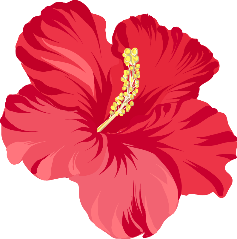 Cvetlična vinilna preproga rdeči hibiskus komplet - TenStickers