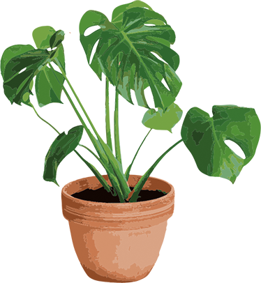 Cvetlična vinilna preproga preprosta lončnica monstera - TenStickers