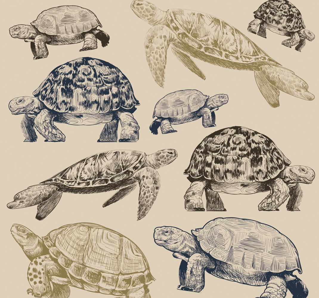 Tepih z živalskim potiskom želv na bež ozadju - TenStickers