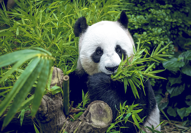 Zelen vinilni preproga ljubka panda - TenStickers
