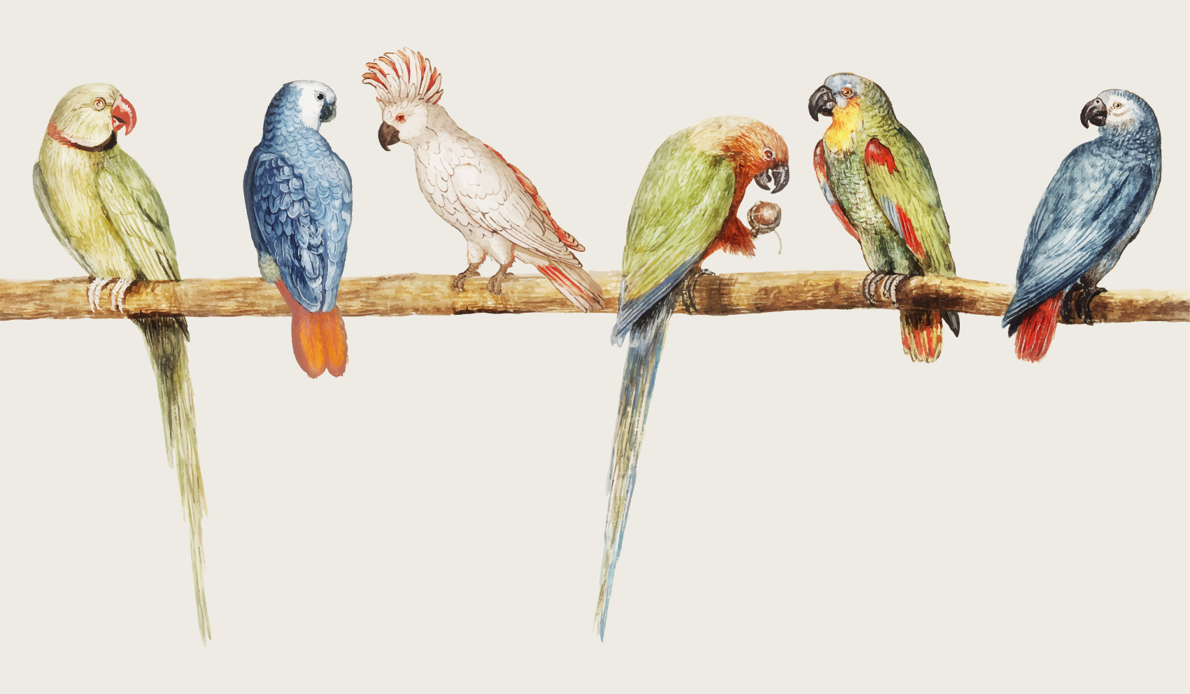 Ilustracija papagajskega ostriža Tepih z živalskim potiskom - TenStickers