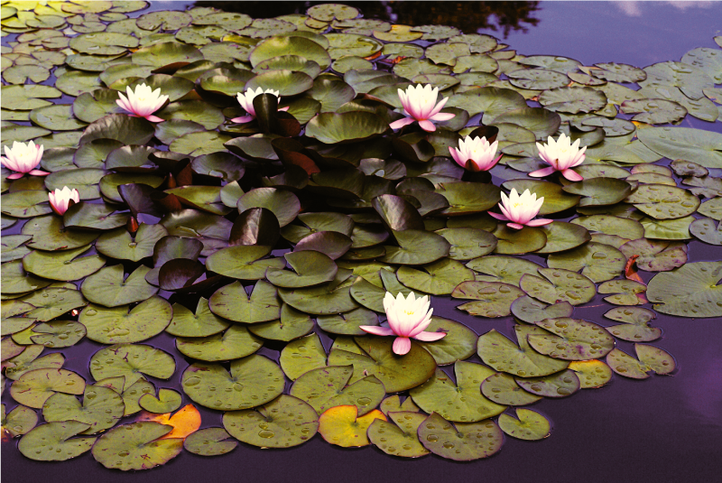 Lilija ribnik lepota cvetlična vinilna preproga - TenStickers