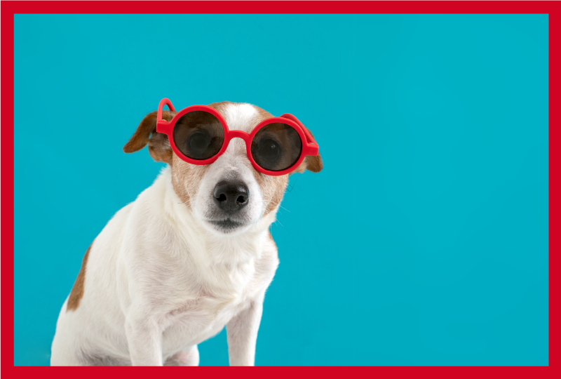 šik pasji portret Tepih z živalskim potiskom - TenStickers