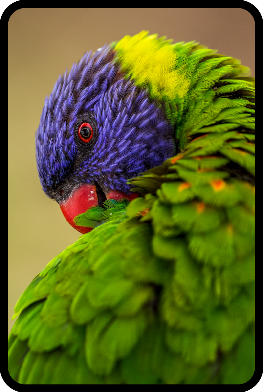 Barvit portret papige Tepih z živalskim potiskom - TenStickers