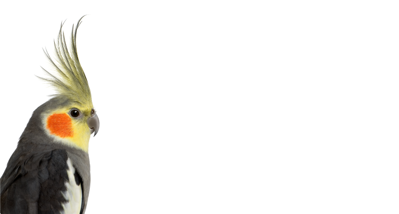 Kakadu papiga živalska preproga - TenStickers