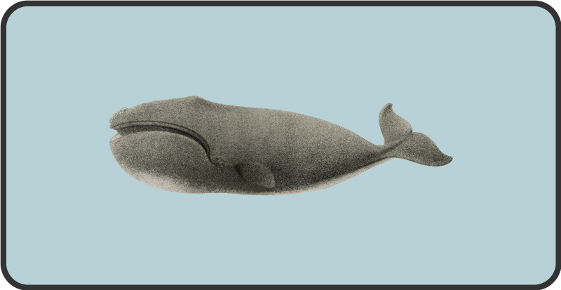 Oblikovanje kitove silhuete Tepih z živalskim potiskom - TenStickers