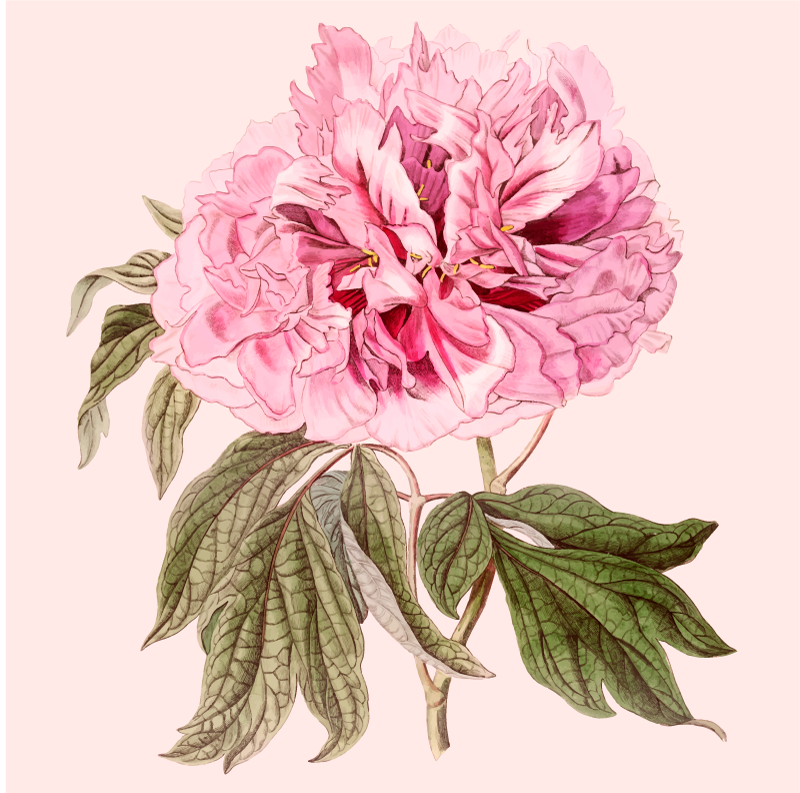 Pink peony blossom cvetlična vinilna preproga - TenStickers