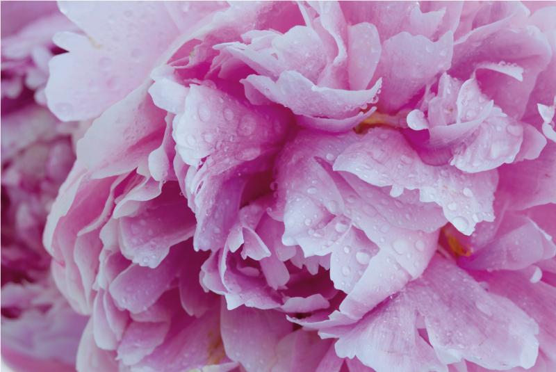 Cvet rožnatega potonika cvetlična vinilna preproga - TenStickers