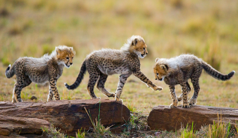 živalski srčkan mladiči gepardov živalska preproga - TenStickers