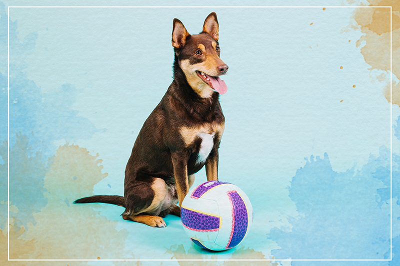 Playful canine companion tepih z živalskim potiskom - TenStickers