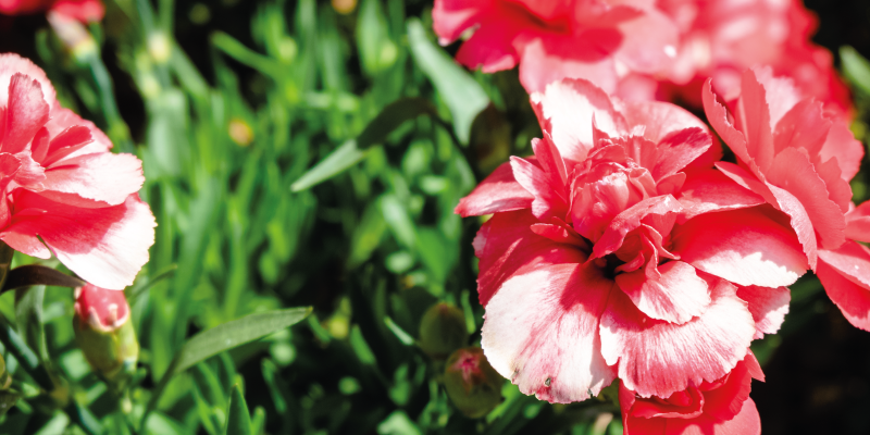 Lepe nageljnove žbice cvetlična preproga - TenStickers