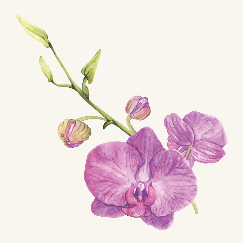 Purple orchid blooms cvetlična vinilna preproga - TenStickers
