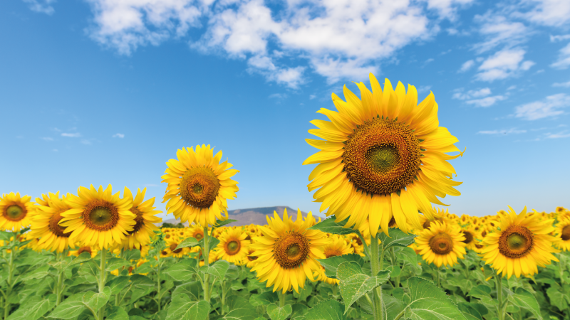 Sonce cvet polje cvetlični vinil preprogo - TenStickers