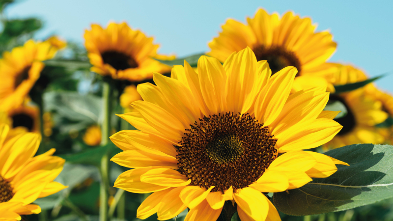 Svetel dizajn sončnice cvetlična vinilna preproga - TenStickers