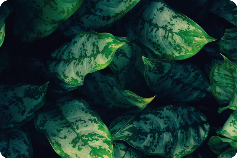 živahno zeleni listi Naravne vinilnea preproga - TenStickers