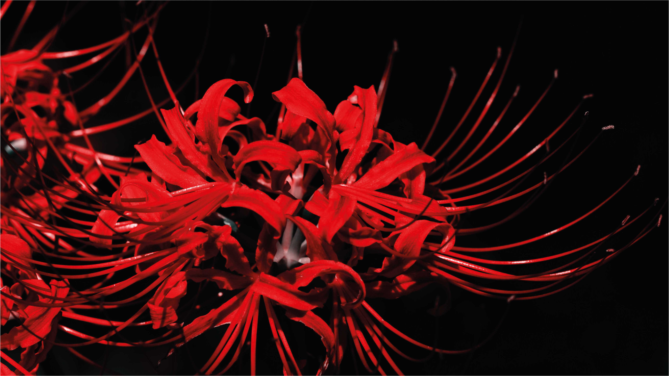 Rdeč cvetlični izbruh cvetlična vinilna preproga - TenStickers