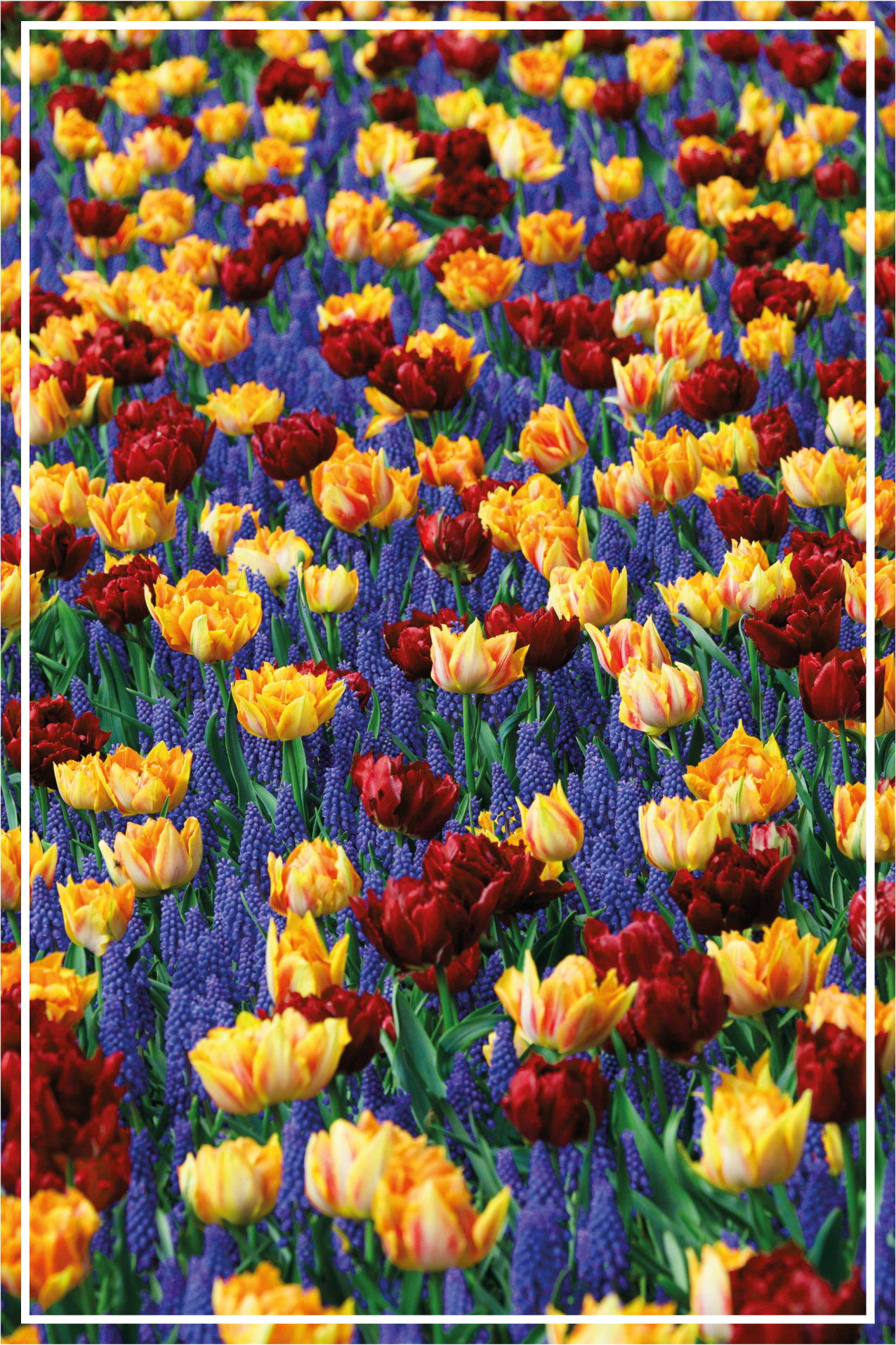 Tulip garden design cvetlična vinilna preproga - TenStickers