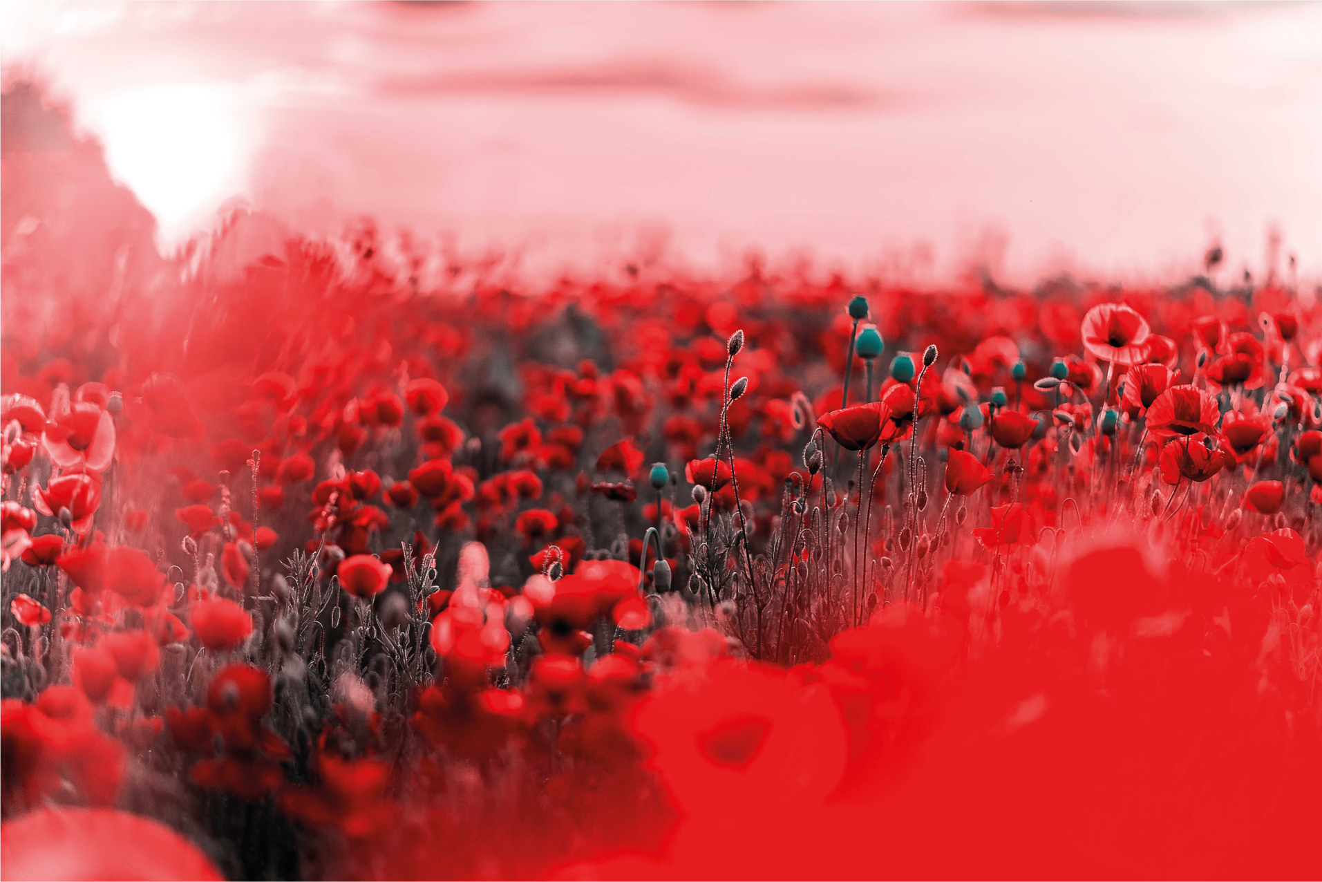 Rdeča cvetlična scena vinilna preproga - TenStickers