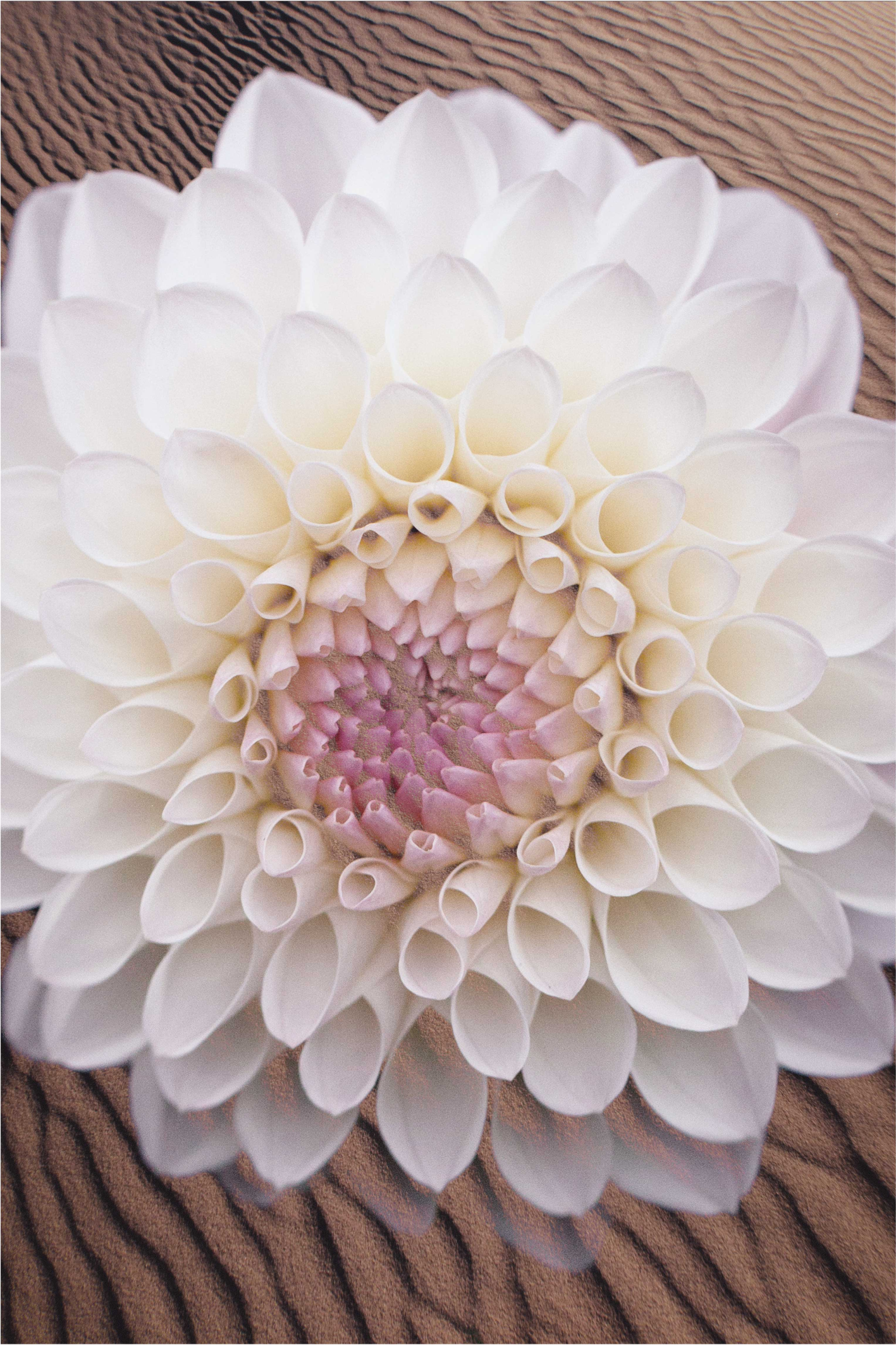 Elegantna cvetna kompozicija cvetlična vinilna preproga - TenStickers