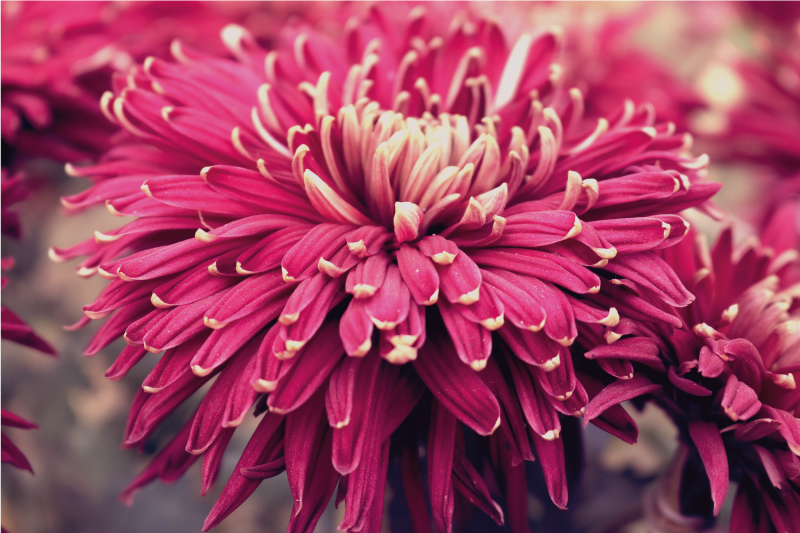 Realistična krizantema cvetlična vinilna preproga - TenStickers