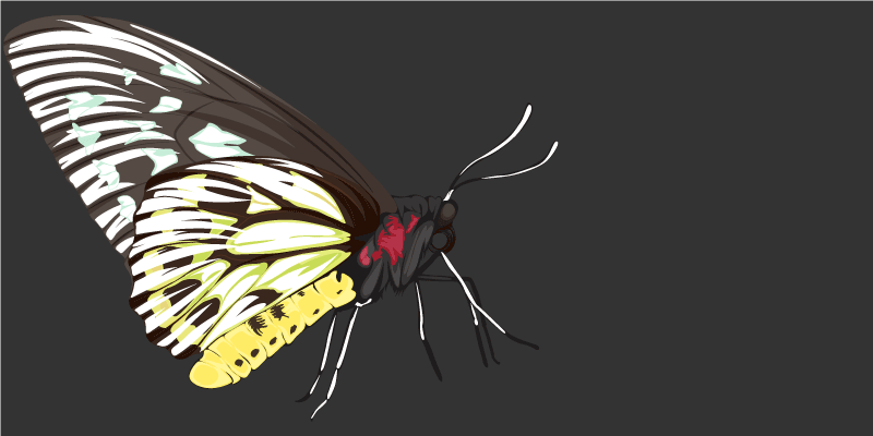 Podobe metuljev Naravne vinilnea preproga - TenStickers