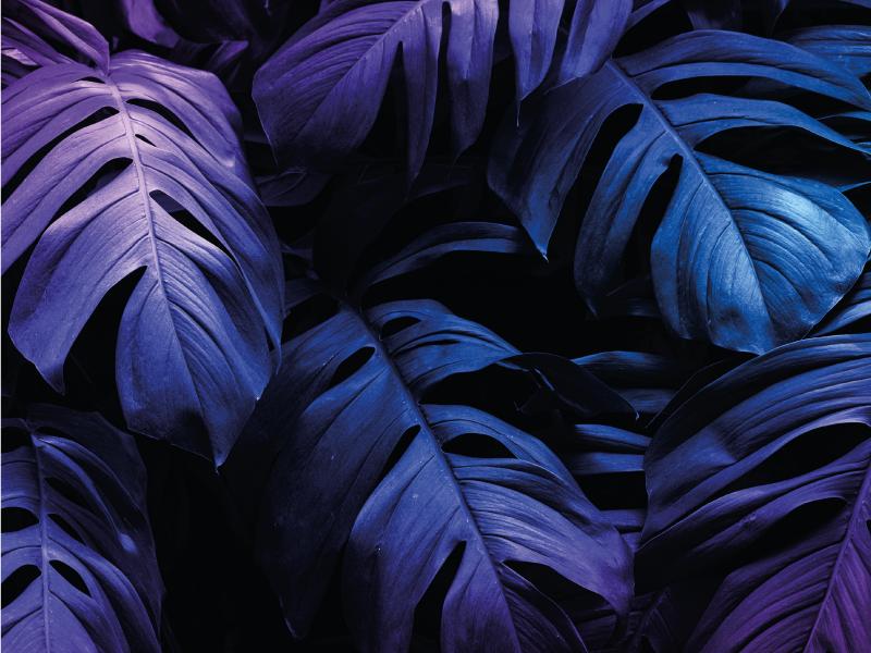 Oblikovanje tropskih listov cvetlična vinilna preproga - TenStickers